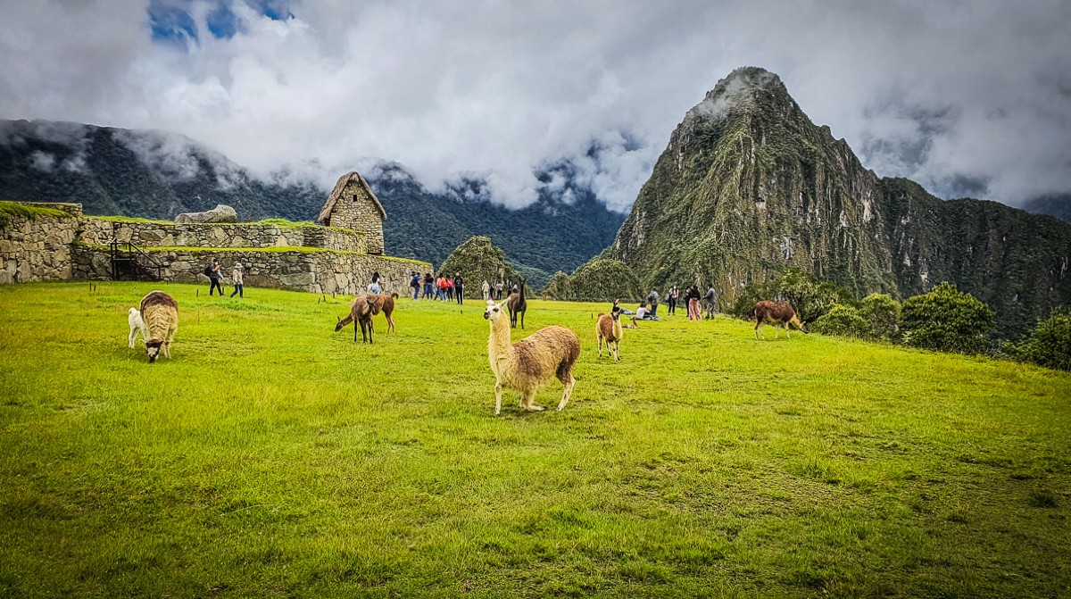 Green Llama